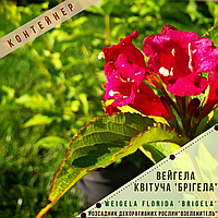 Вейгела квітуча / Weigela florida / Вейгела цветущая с5