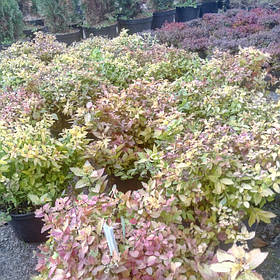 Spiraea japonica/ Golden Princess