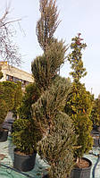 Можжевельник скальный 'Скайрокет'/ Juniperus scopulorum 'Skyrocket' СПИРАЛЬ 2м