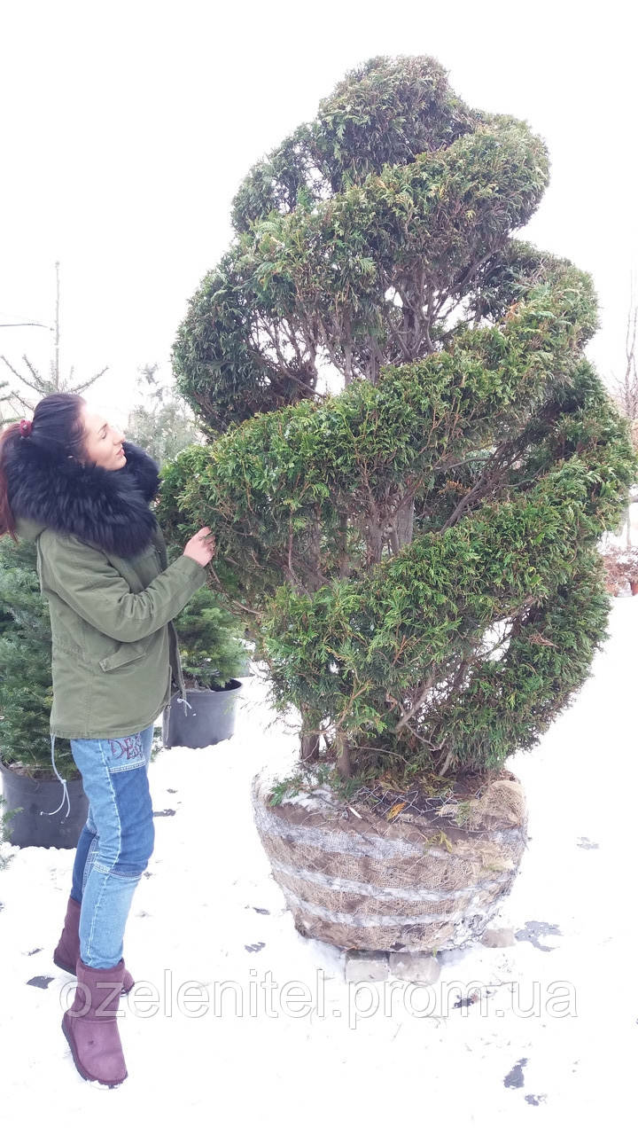 Туя західна Ауреоспіката/ Thuja occidentalis Aureospicata СПІРАЛЬ