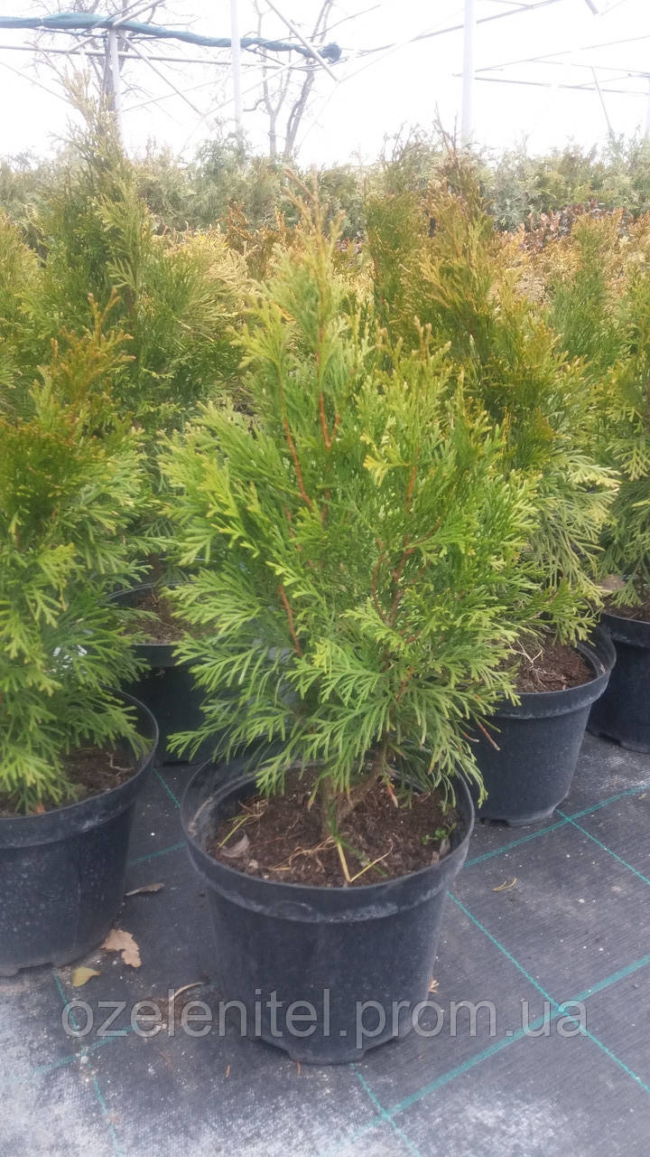 Туя західна "Смарагд"/ Thuja occidentalis "Smaragd" С3