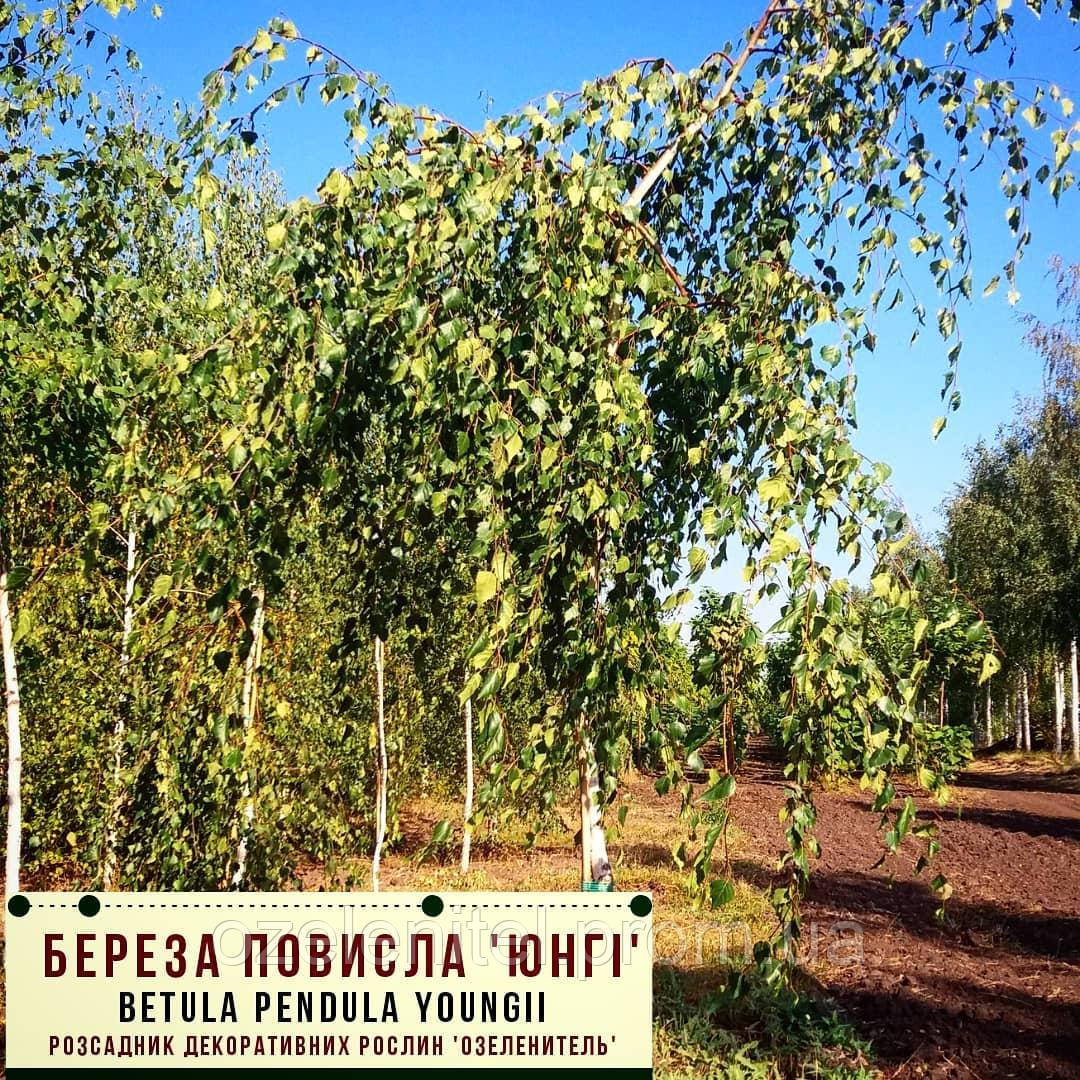 Береза повисла 'Юнги'/Betula pendula 'Youngi' Штамб 1,8-2,2 м