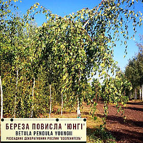 Береза повисла 'Юнги'/Betula pendula 'Youngi' Штамб 1,8-2,2 м