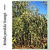 Береза повисла 'Юнги'/Betula pendula 'Youngi' Штамб 1,8-2,2 м, фото 2