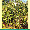 Береза повисла 'Юнги'/Betula pendula 'Youngi' Штамб 1,8-2,2 м, фото 5