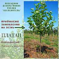 Платан кленолистий / Platanus x acerifolia / Платан кленолистный