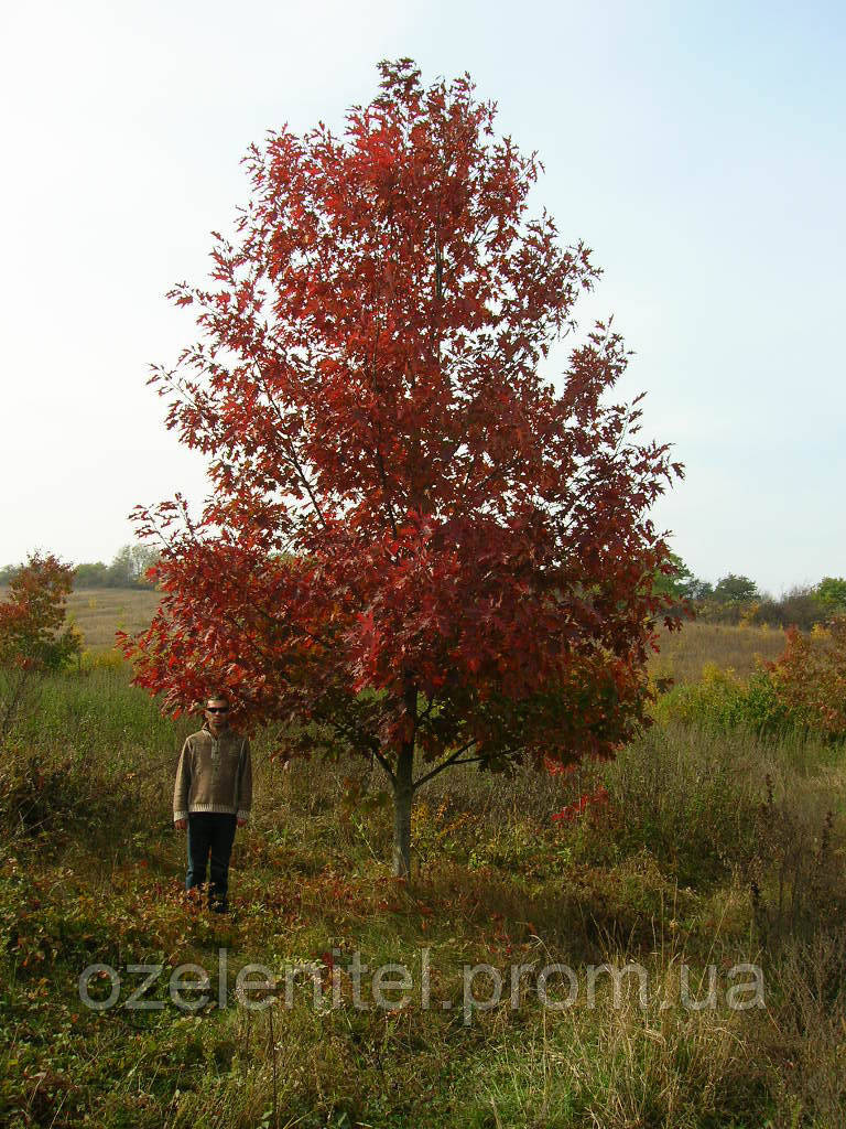 Дуб червоній/Дуб червоний/Quercus rubra 1,7-2,0 м