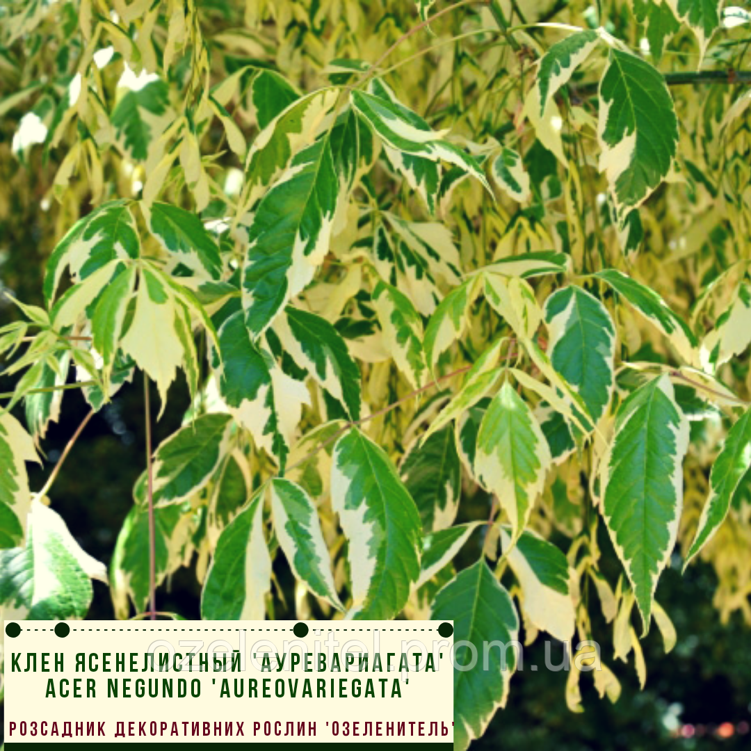 Клен ясенелистий Ауреварієгата'/ Acer negundo 'Aureovariegata'   2,2-2,7м