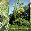 Клен ясенелистий Ауреварієгата'/ Acer negundo 'Aureovariegata'   2,2-2,7м, фото 2