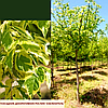 Клен ясенелистий Ауреварієгата'/ Acer negundo 'Aureovariegata'   2,2-2,7м, фото 3
