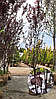 Слива розчепiрена 'Пiссарді' / Prunus cerasifera 'Pissardi' 1,6-2,0м, фото 2