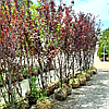 Слива розчепiрена 'Пiссарді' / Prunus cerasifera 'Pissardi' 1,6-2,0м, фото 5