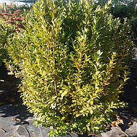 Самшит вечнозеленый/ Buxus sempervirens с7,5