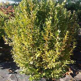 Самшит вічнозелений/Buxus sempervirens с7,5