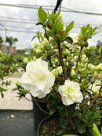 Азалія японська 'Шніперл' Azalea japonica'Schneeperle' (Rhododendron) С5