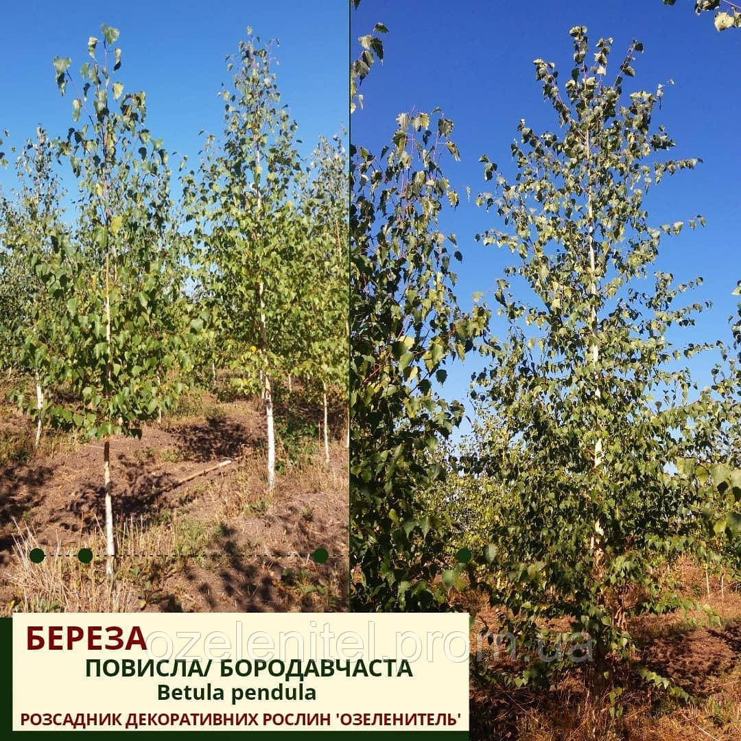 Береза повисла/Betula pendula 3.5-4.0м