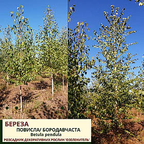 Береза повисла, бородавчаста/ Betula pendula h 3,0-3,5 м