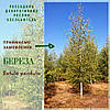 Береза повисла, бородавчаста/ Betula pendula h 3,0-3,5 м, фото 8