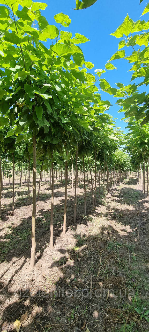 Катальпа бігнонієвидна / Catalpa bignonioides 2.6-3.0v