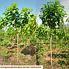 Катальпа бігнонієвидна / Catalpa bignonioides 2.6-3.0v, фото 5