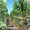 Катальпа бігнонієвидна / Catalpa bignonioides 2.6-3.0v, фото 6