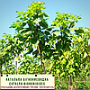 Катальпа бігнонієвидна / Catalpa bignonioides 2.6-3.0v, фото 7