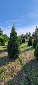 Туя західна 'Смарагд'/ Thuja occidentalis 'Smaragd' / Туя західна 'Смарагд'