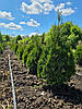 Туя західна 'Смарагд'/ Thuja occidentalis 'Smaragd' / Туя західна 'Смарагд', фото 2