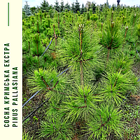 Сосна кримська/ Pinus рallasiana ЕКСТРА h 1,0 м