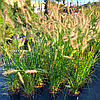 Пінетум лисохвостий/Pennisetum alopecuroides, фото 2