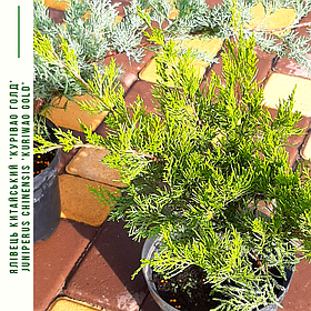 Ялівець китайський 'Kuriwao Gold' /Juniperus chinensis 'Kuriwao Gold' / Можжевельник китайский 'Kuriwao Gold'