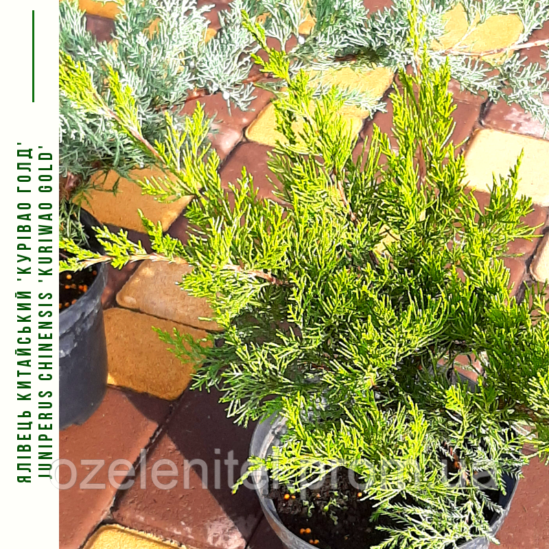 Ялівець китайський 'Kuriwao Gold' /Juniperus chinensis 'Kuriwao Gold' / Можжевельник китайский 'Kuriwao Gold'