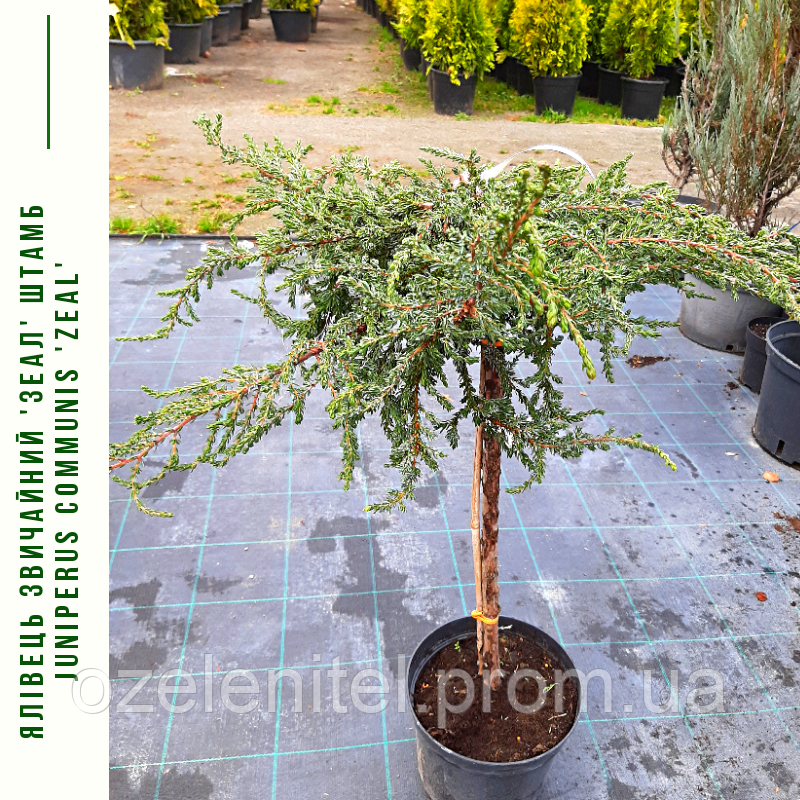 Ялівець звичайний 'Зеал' ШТАМБ/
Juniperus communis 'ZeaL' h 90 см зі