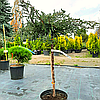 Ялівець звичайний 'Зеал' ШТАМБ/
Juniperus communis 'ZeaL' h 90 см зі, фото 4