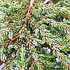 Ялівець звичайний 'Зеал' ШТАМБ/
Juniperus communis 'ZeaL' h 90 см зі, фото 5
