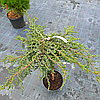 Ялівець звичайний 'Зеал' ШТАМБ/
Juniperus communis 'ZeaL' h 90 см зі, фото 6