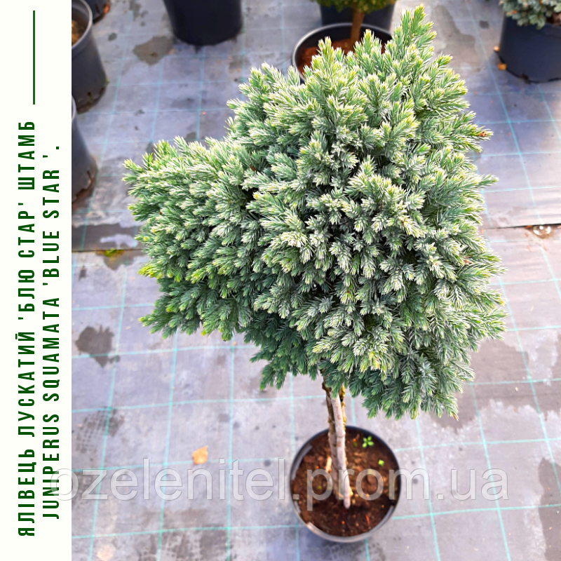 Ялівець звичайний 'Блю Стар' ШТАМБ Juniperus squamata 'Blue Star' h 90 см