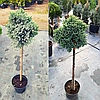 Ялівець звичайний 'Блю Стар' ШТАМБ Juniperus squamata 'Blue Star' h 90 см, фото 2