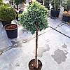 Ялівець звичайний 'Блю Стар' ШТАМБ Juniperus squamata 'Blue Star' h 90 см, фото 3