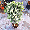 Ялівець звичайний 'Блю Стар' ШТАМБ Juniperus squamata 'Blue Star' h 90 см, фото 4