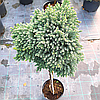 Ялівець звичайний 'Блю Стар' ШТАМБ Juniperus squamata 'Blue Star' h 90 см, фото 5