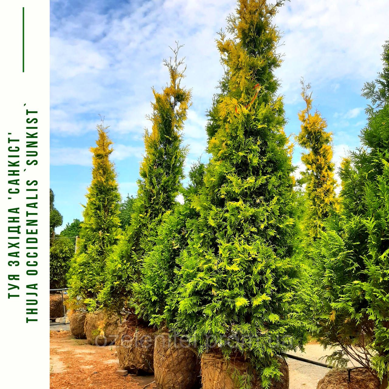 Туя західна "Санкист"/ Thuja occidentalis "Sunkist"/Туя західна "Санкіст' 1,4-1,6м