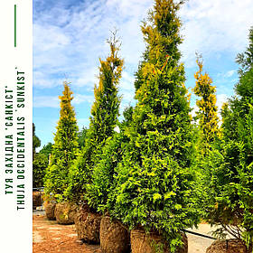 Туя західна "Санкист"/ Thuja occidentalis "Sunkist"/Туя західна "Санкіст' 1,4-1,6м