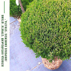 Ялівець китайський  'Stricta' / Juniperus chinensis 'Stricta' / Можжевельник китайский  'Stricta' ШТАМБ