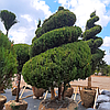 Ялівець китайський  'Obelisk'/Juniperus chinensis 'Obelisk'/Мережник китайський  'Obelisk' 3,5м, фото 3