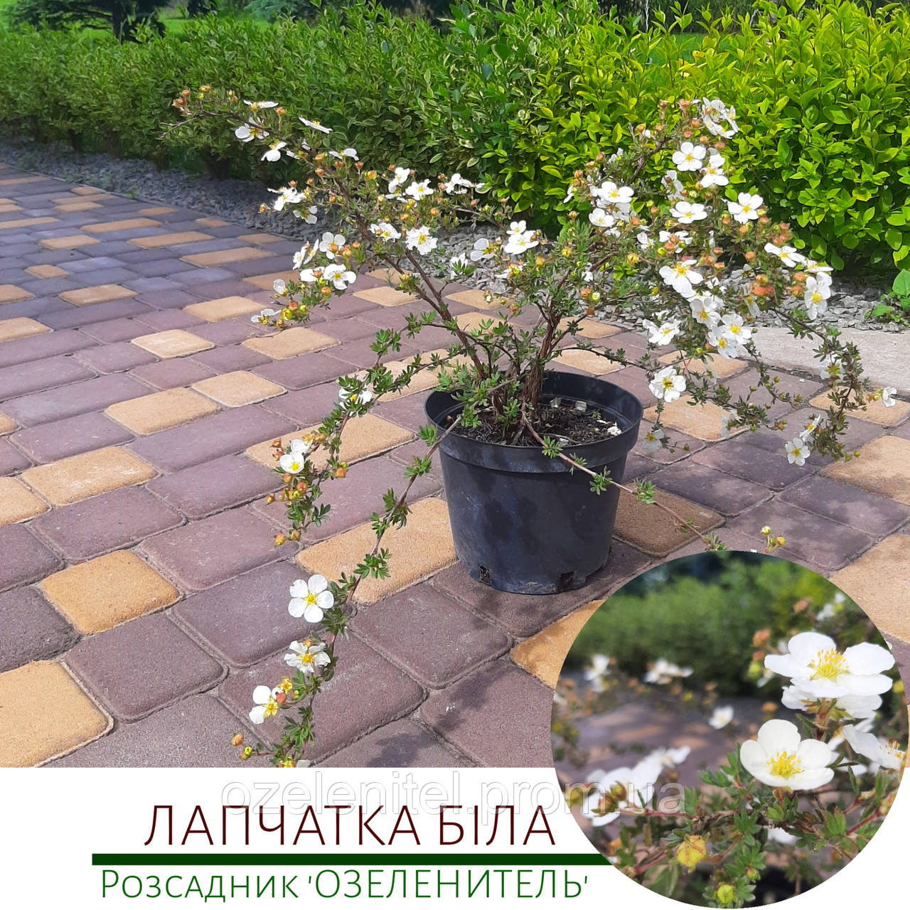 Лапчатка біла/ Potentilla alba (контейнер с3) - фото 1 - id-p1994418981