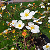 Лапчатка біла/  Potentilla alba (контейнер с3), фото 2