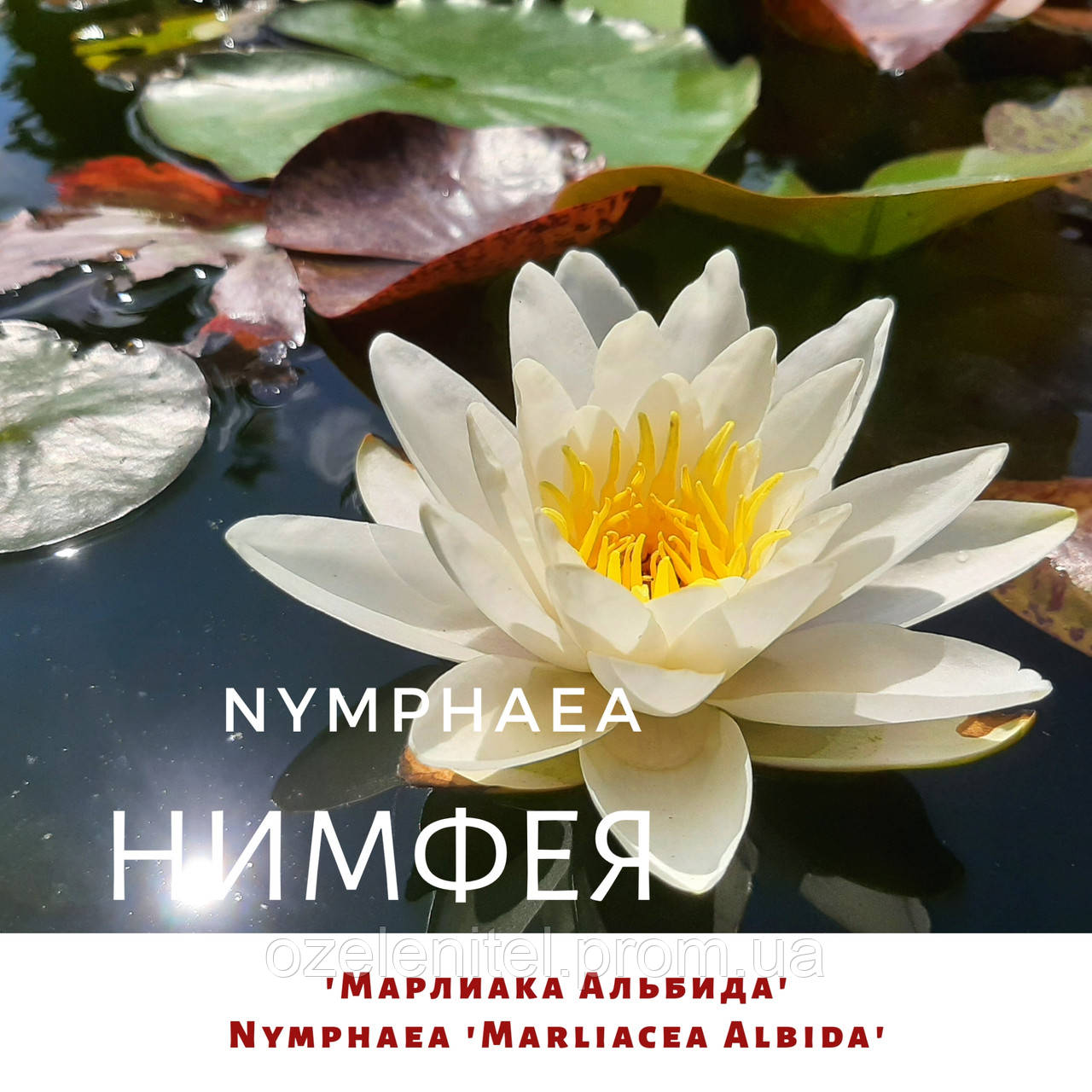 Німфея 'Марліака Альбіда'/ Нимфея 'Марлиака Альбида'/ Nymphaea 'Marliacea Albida' - фото 1 - id-p1994418982