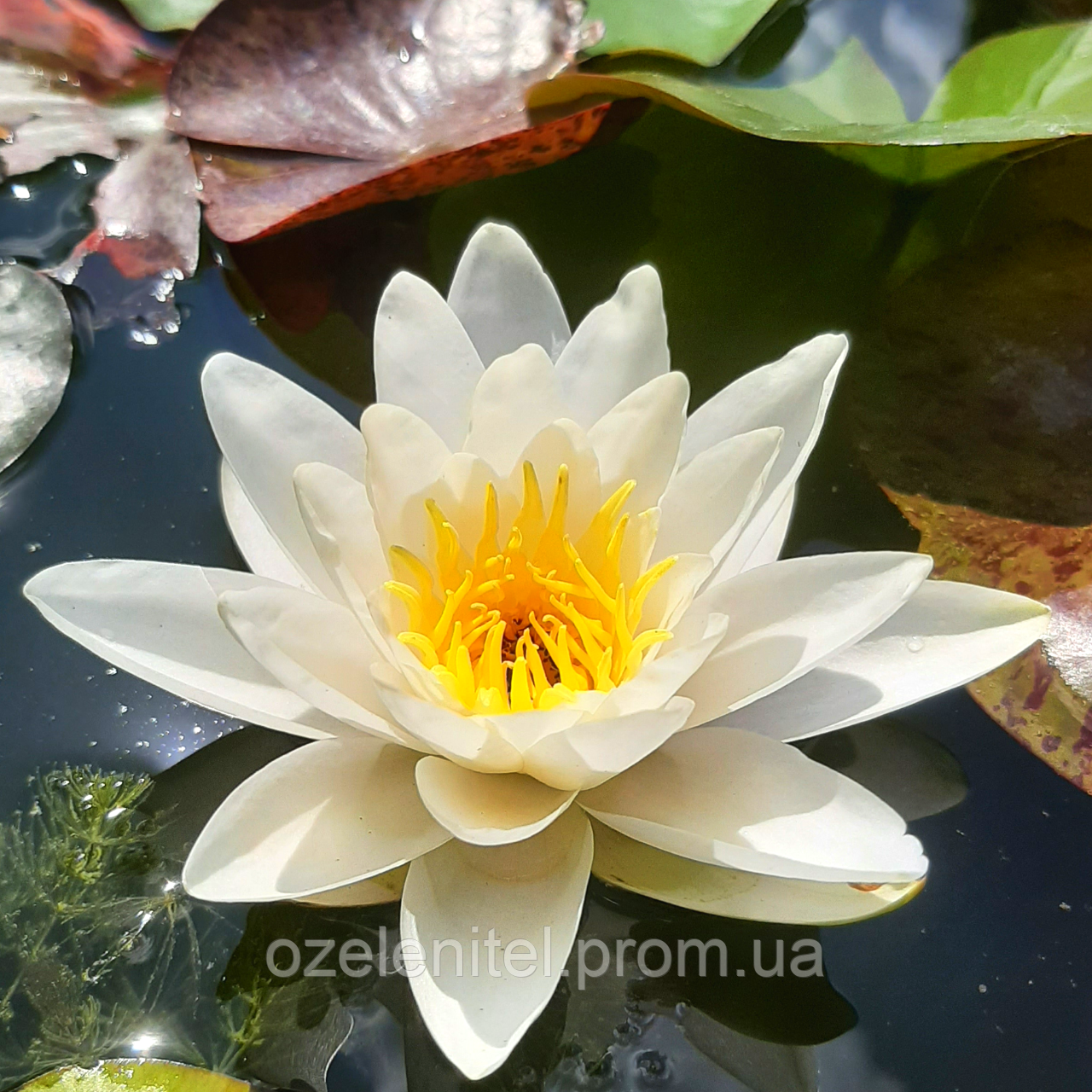 Німфея 'Марліака Альбіда'/ Нимфея 'Марлиака Альбида'/ Nymphaea 'Marliacea Albida' - фото 2 - id-p1994418982