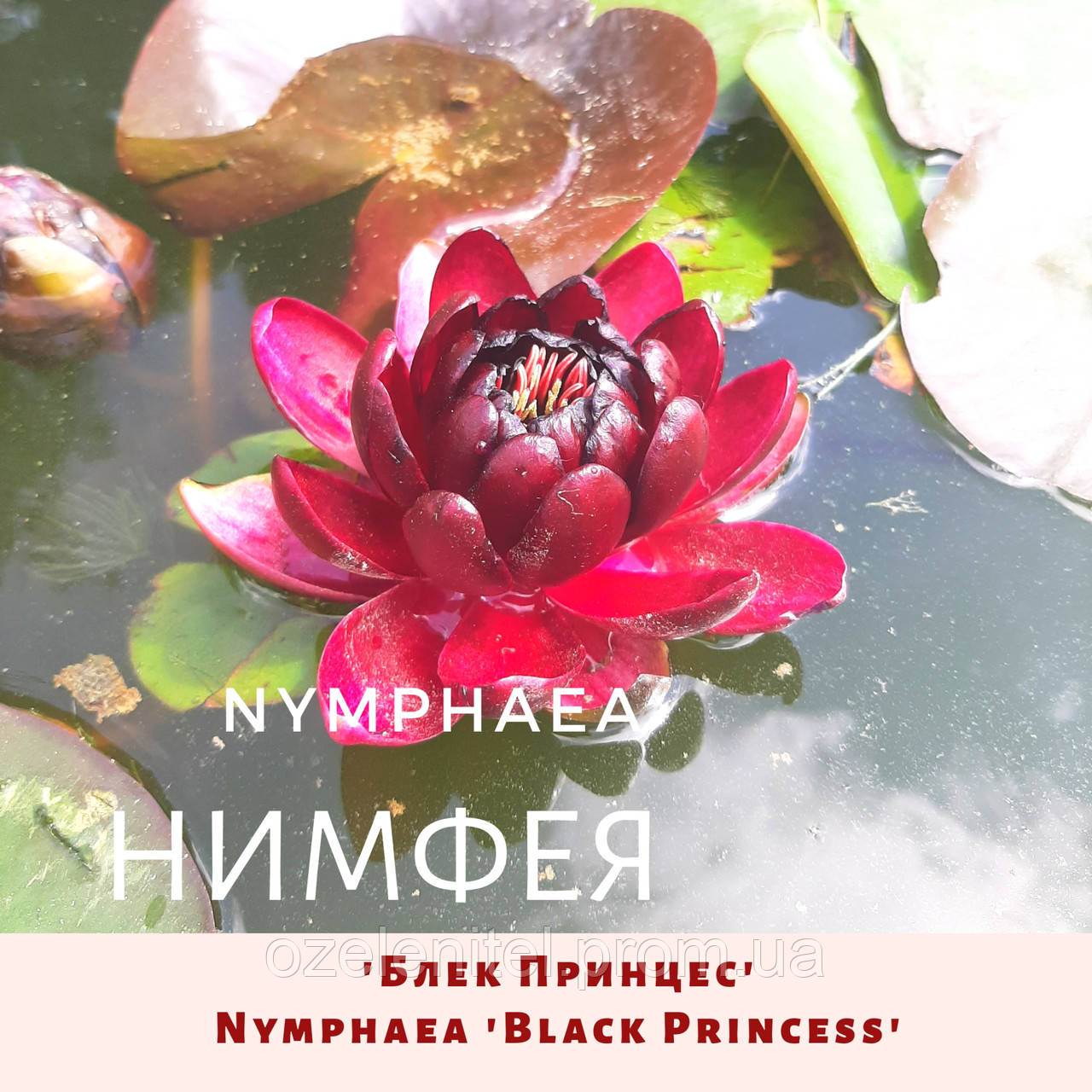 Німфея 'Блек Прінцес'/ Нимфея 'Блек Принцес'/ Nymphaea 'Black Princess'